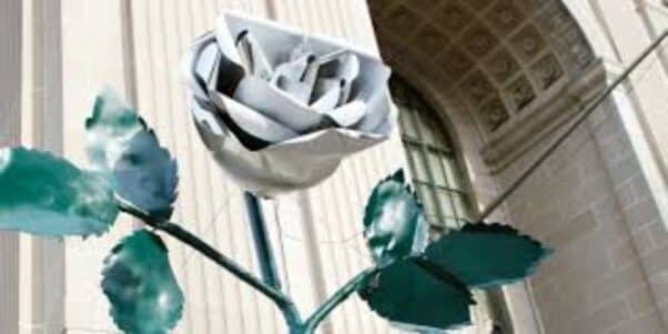 York’s White Rose Drop