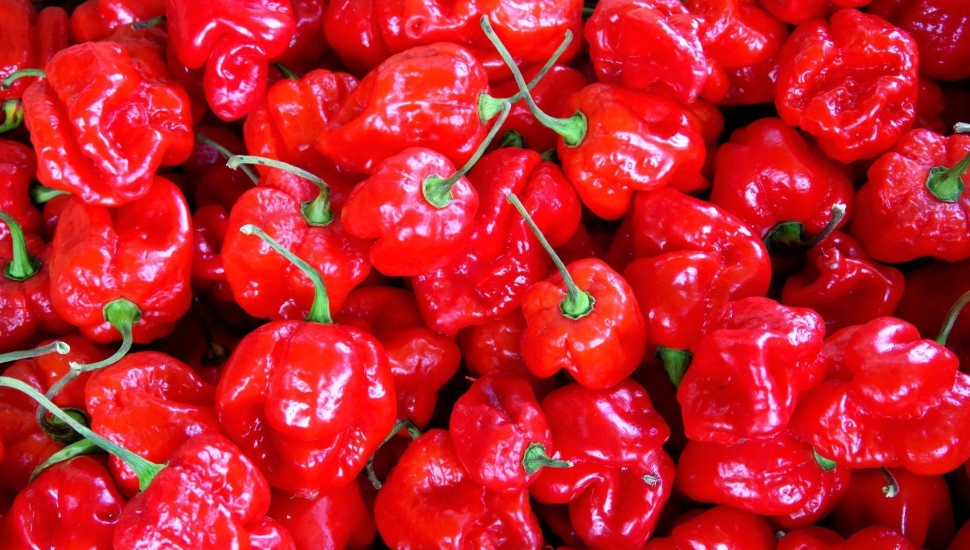 When it Comes to Home-Grown Hot Peppers, Burpee Puts the Warm in Warminster