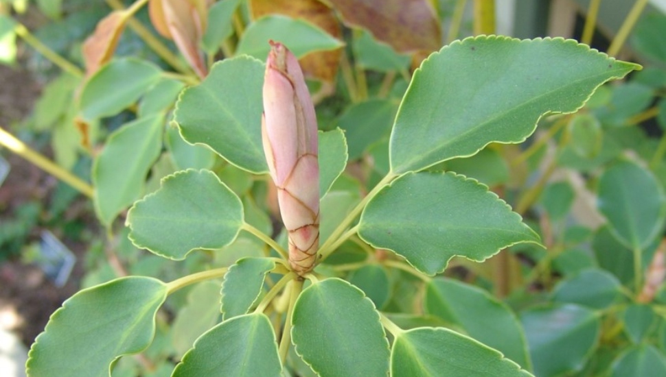 Trochodendron aralioides
