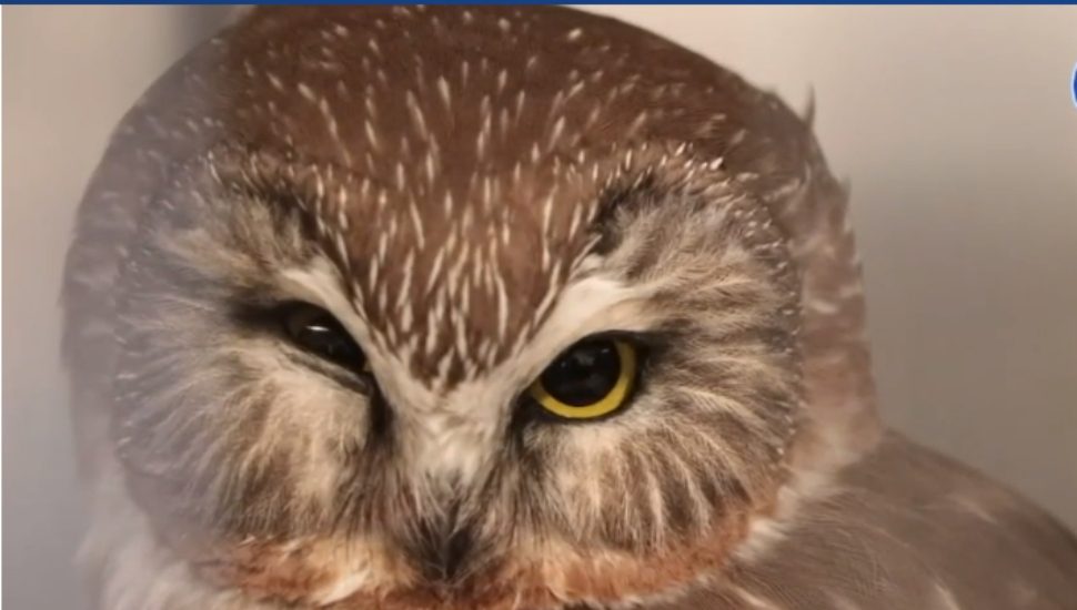 Here’s a Rarity: An Injury to a Local Owl That Doesn’t Play for Temple