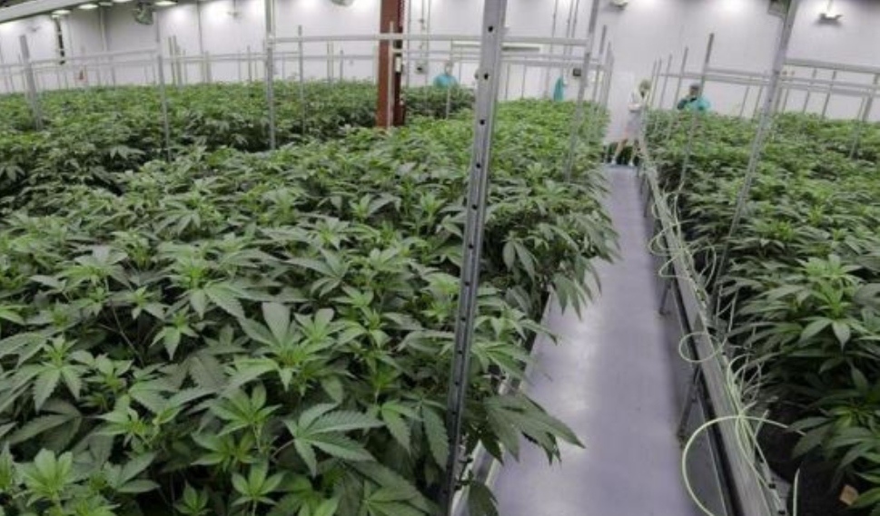 Fairless Hills’ Hydrofarm Buys Agribusiness Manufacturer of Commercial Cannabis Growth Product