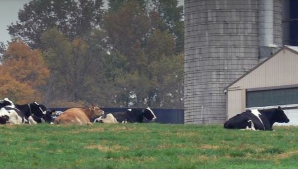 2021Dairy Challenge Delaware Valley University