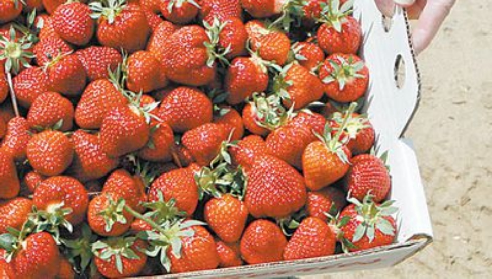 Seasonal berry picking in Bucks County