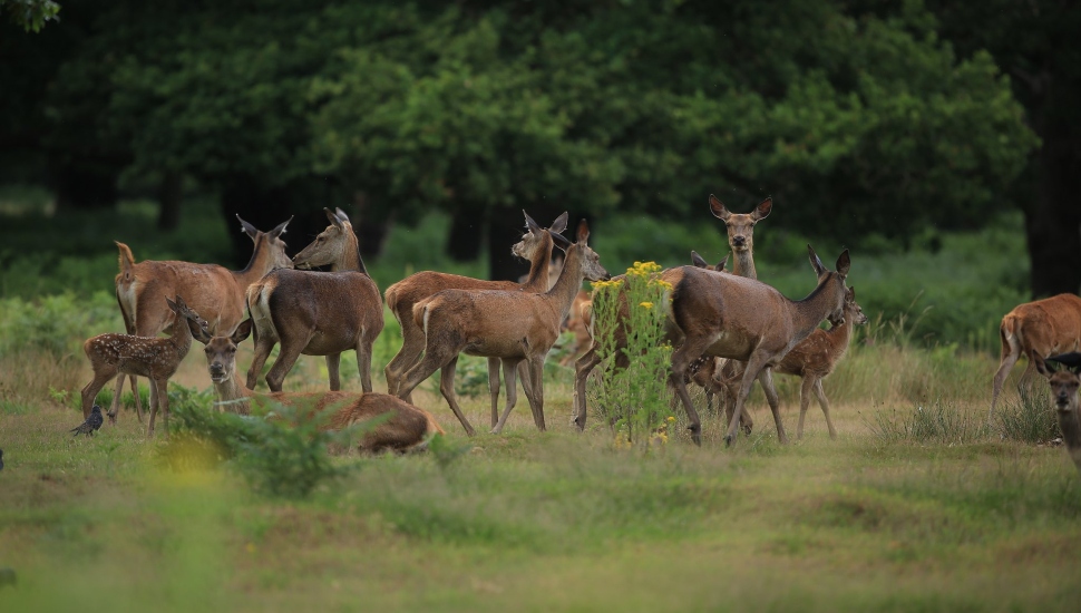 Oh Deer! Solebury Township Considers Options in Curbing Population Explosion of Bucks and Does