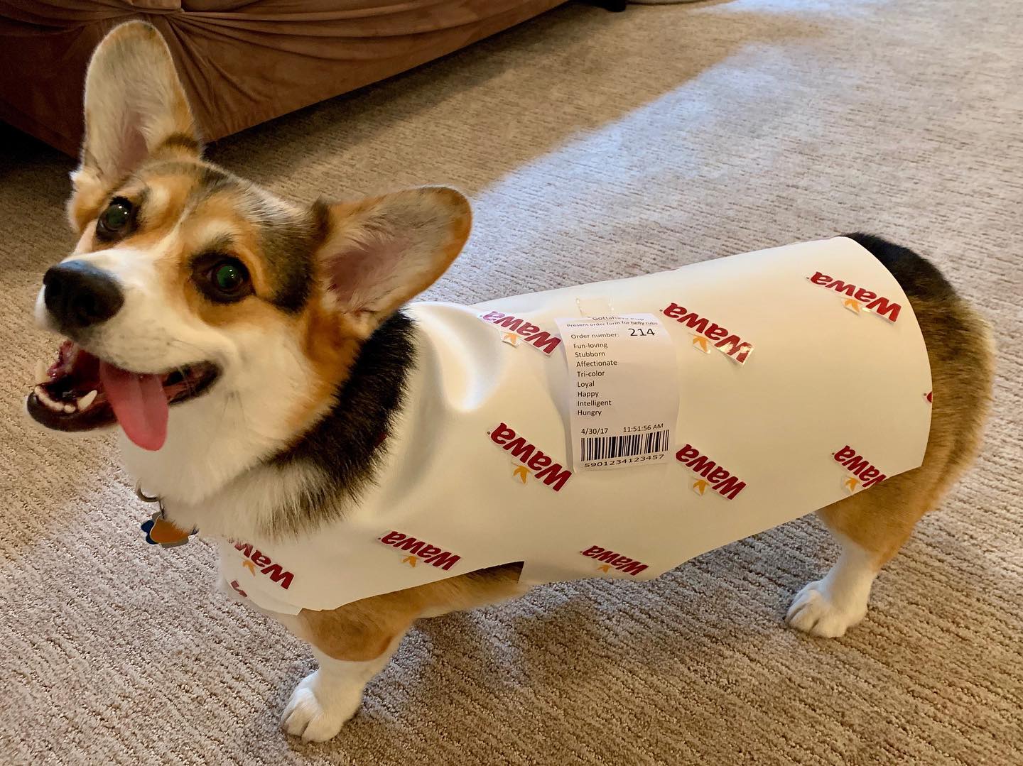 Miles, a Conshohocken corgi, is decorated as a Wawa hoagie