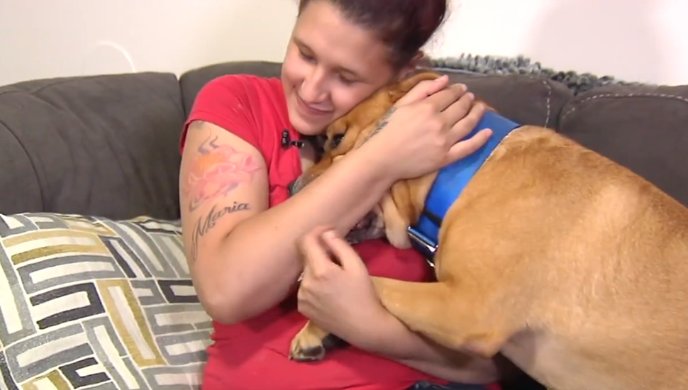 Aisha Nieves Allentown Kovu lost dog