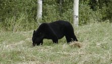 Perkasie Borough black bear