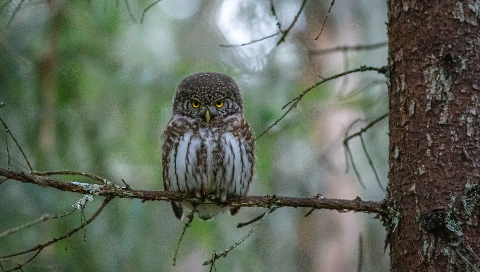 owl birding experts