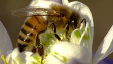 economic impact of bees in Pennsylvania