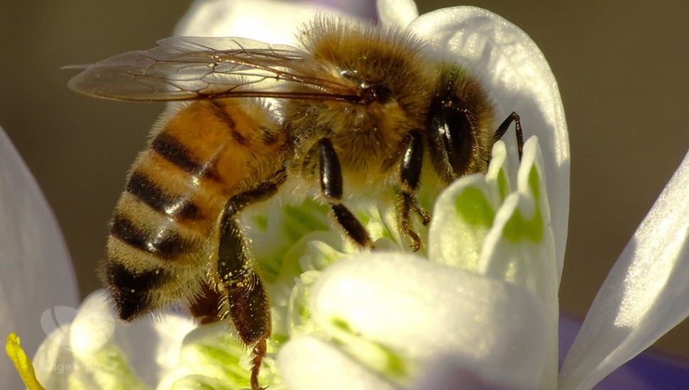 economic impact of bees in Pennsylvania