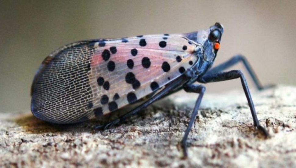 spottedlanternfly
