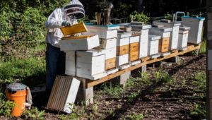 Allan Lattanzi, a general contractor and professional beekeeper who owns Yerkes Honey Farms in Collegeville