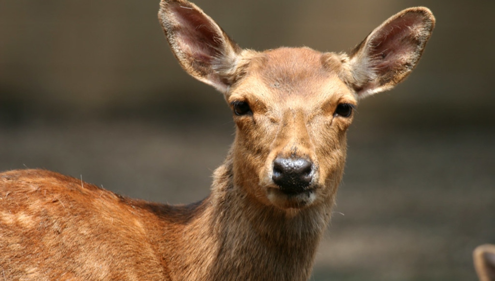 A deer in the wild looks into the camera.