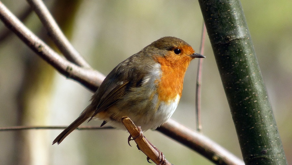 A robin perched in a tree, some of the songbirds stricken with a mysterious disesase.