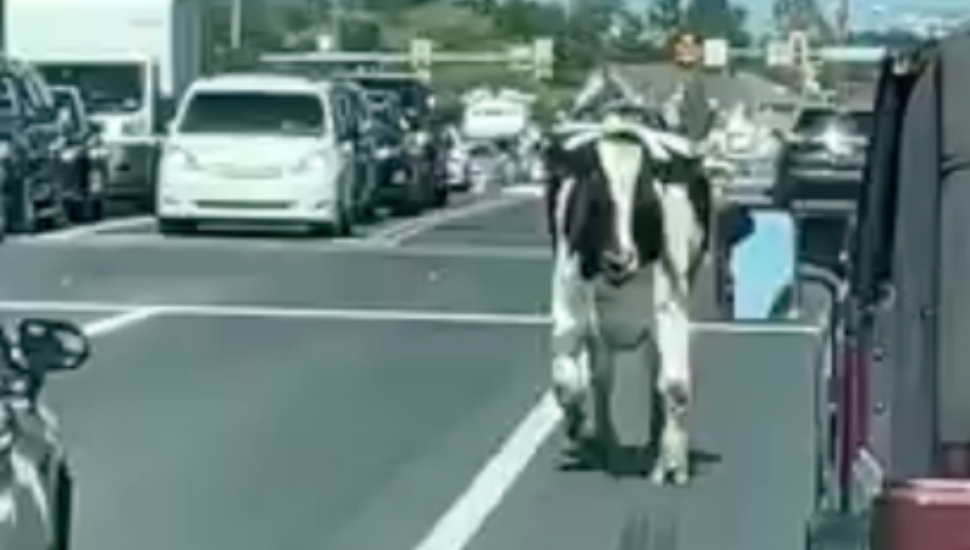 Bull on Route 113, Hilltown, Bucks County