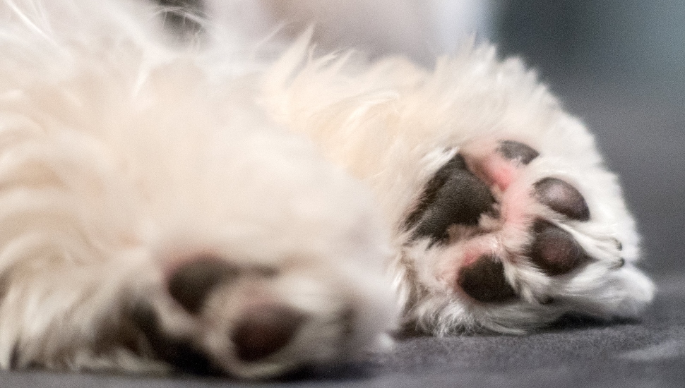 dog paws