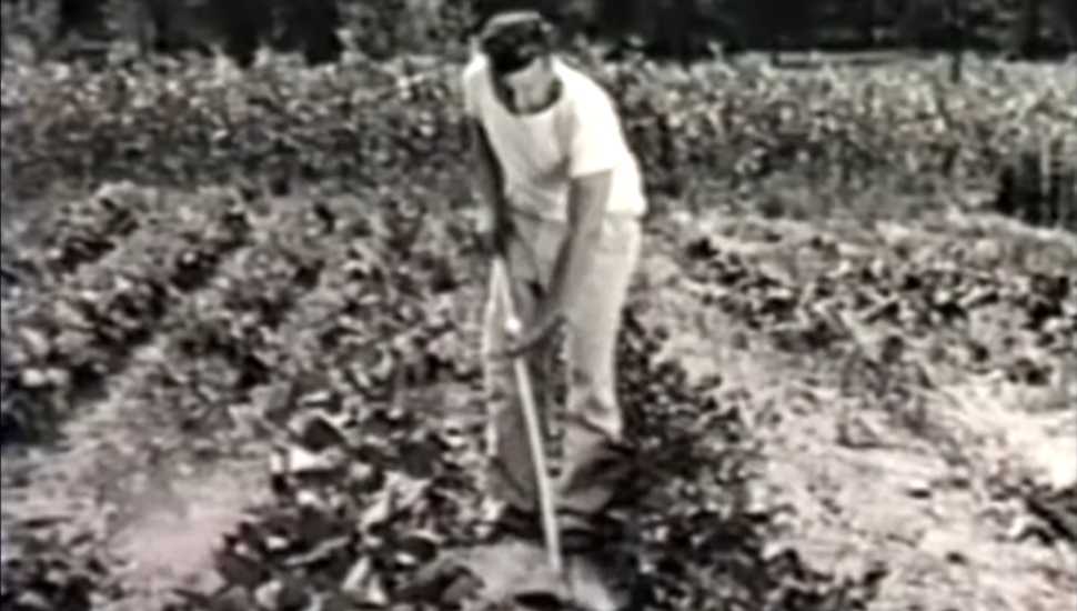 World War II Victory Garden