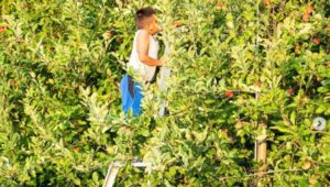 boy picking apples