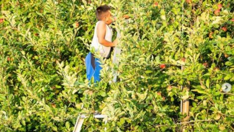 boy picking apples