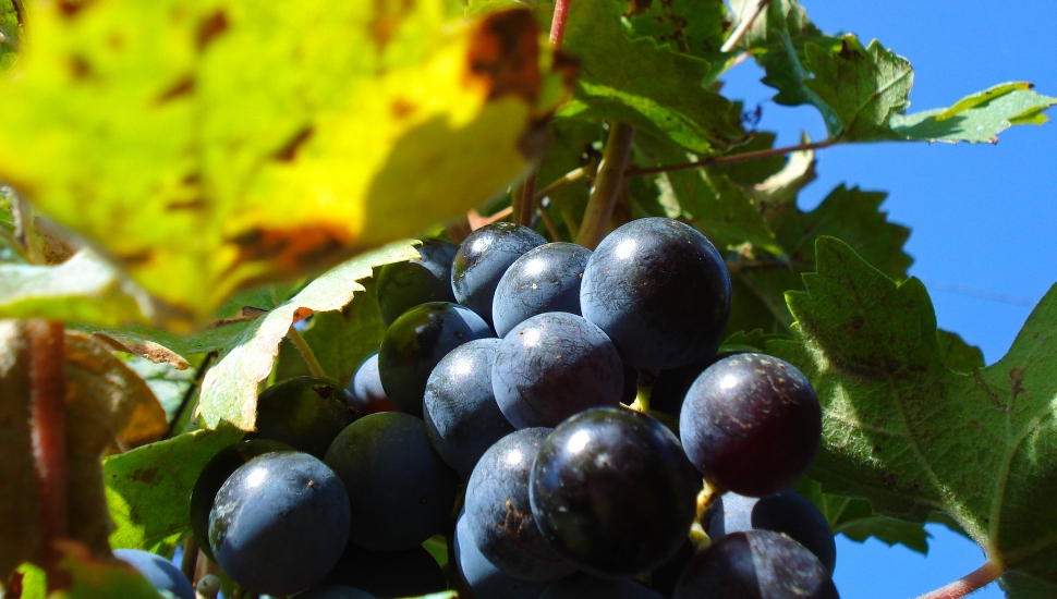 grapes on a vine