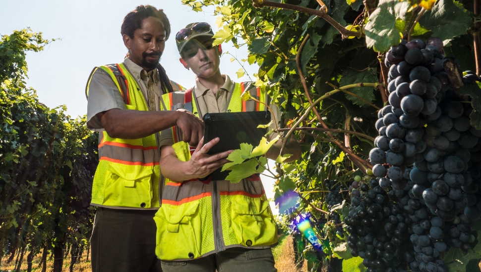 Pennsylvania Liquor Control Board Funds Study of Spotted Lanternfly Effect on Cabernet Franc Grapes