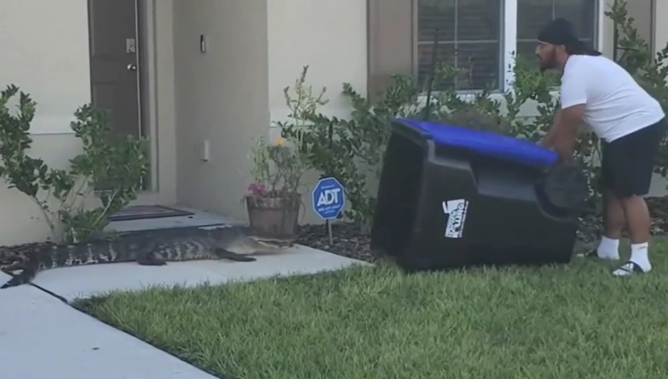 man with trash can and alligator