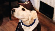 dog with brown hat