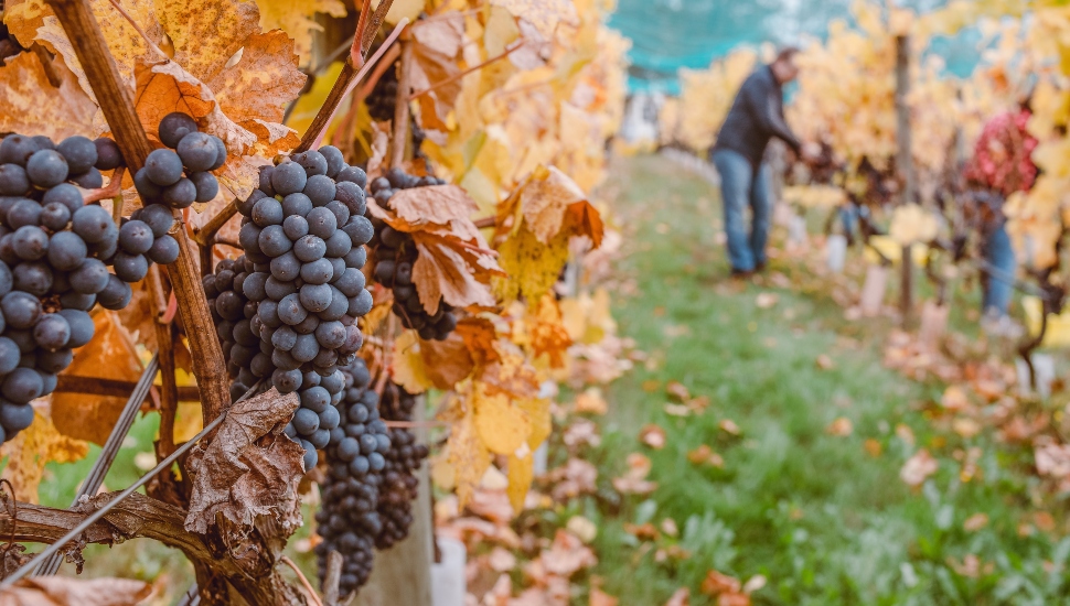 grapes on a vine