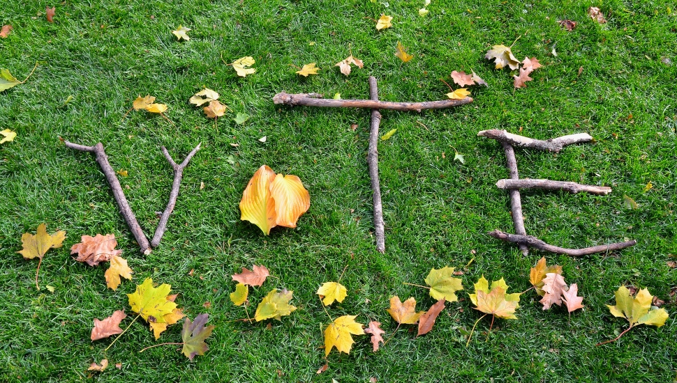 sticks on a lawn