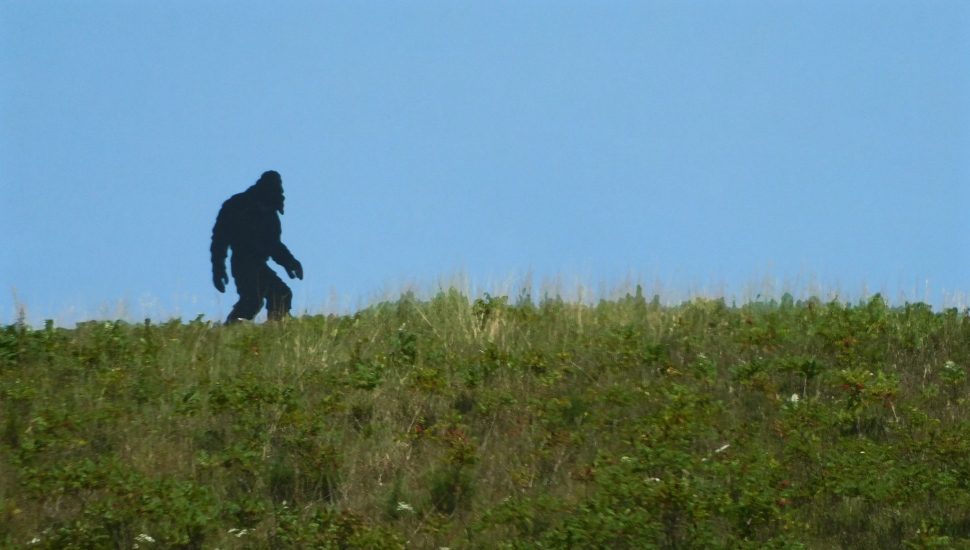 hairy beast on a hill