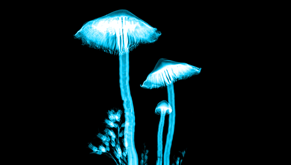 magic mushrooms