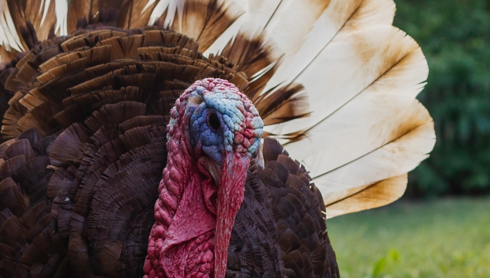 turkey