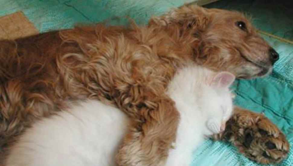 dog and cat