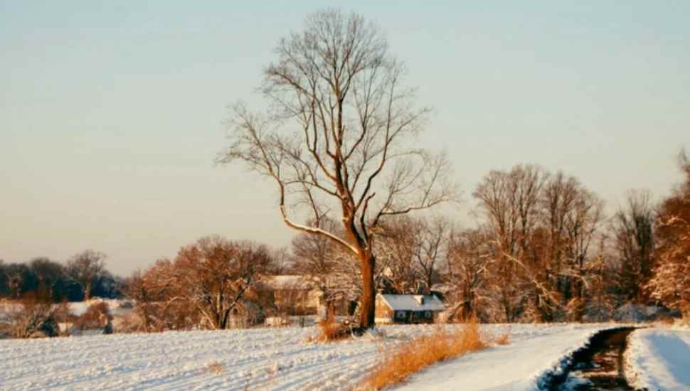 tree in a field