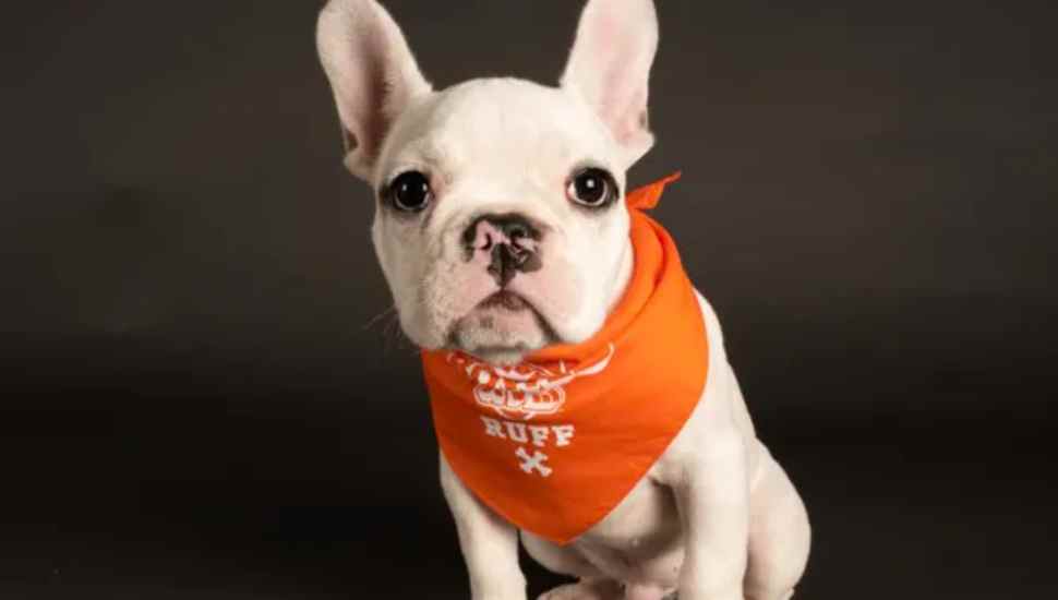 white dog with orange bandana