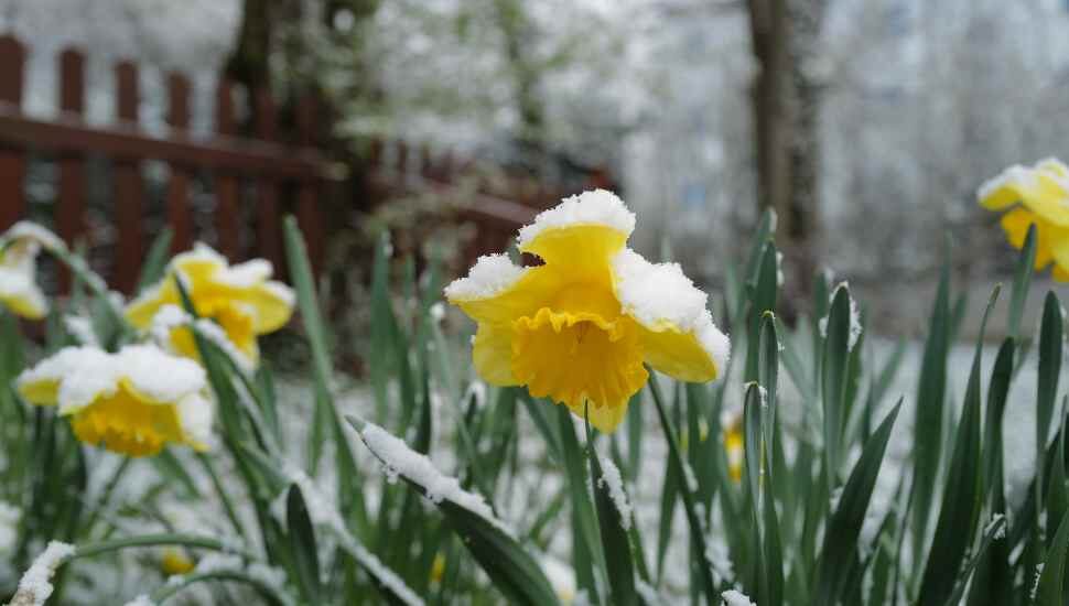 yellow flowers in snow