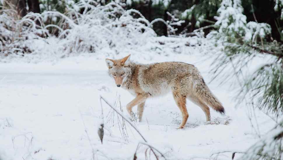 animal in snow