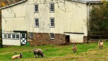 barn with sheep
