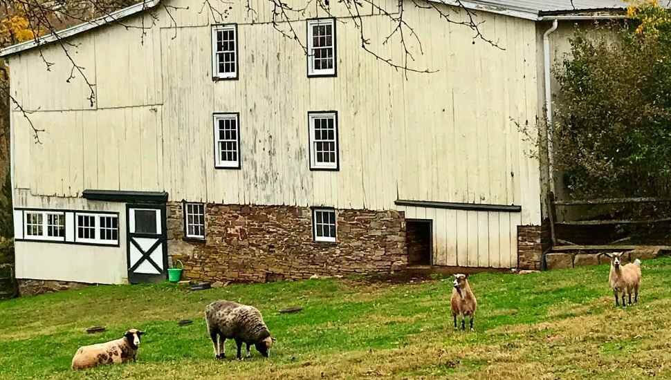barn with sheep