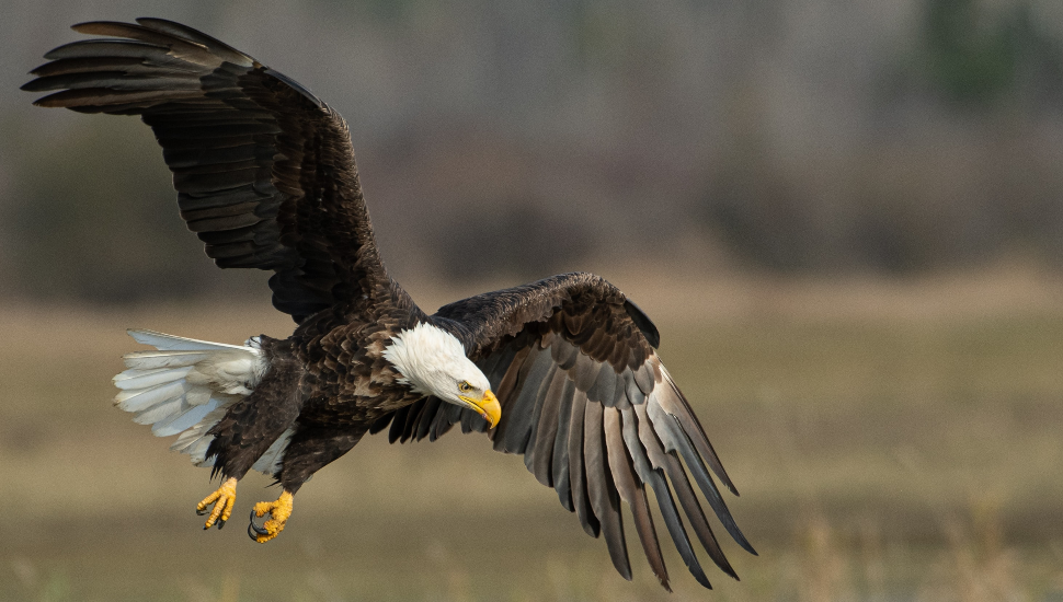 bald eagle