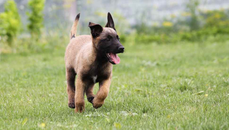 dog in the grass