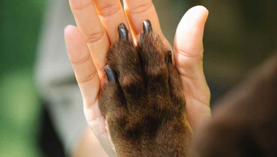 hand and paw