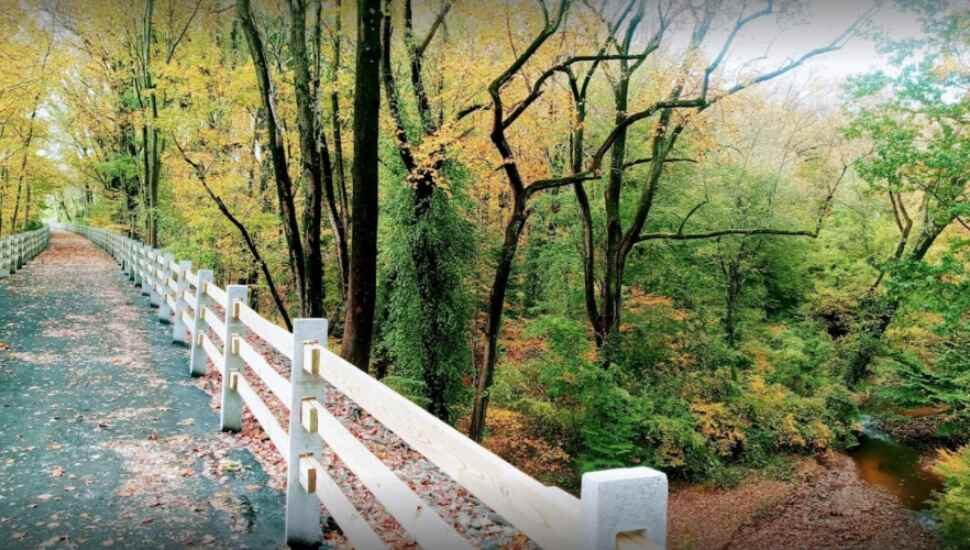 trail with leaves