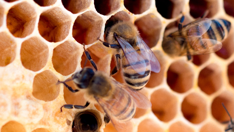 Bryer Apiary