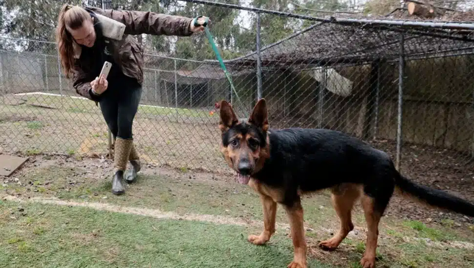 Phoenix Animal Rescue