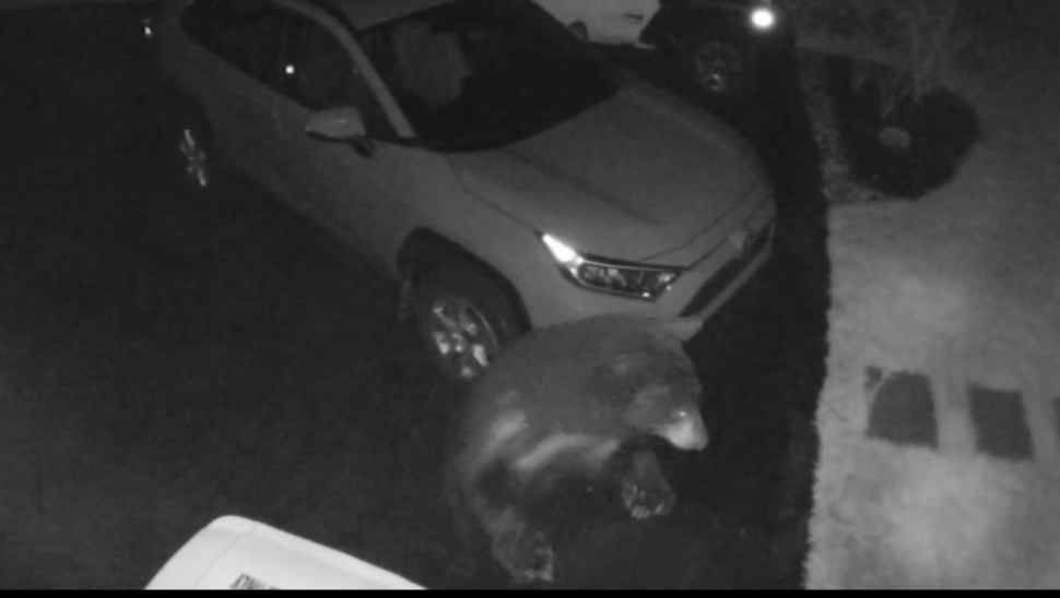 ‘Bearly’ to Be Believed: Another Bucks County Neighborhood Reports Ursine Visitor