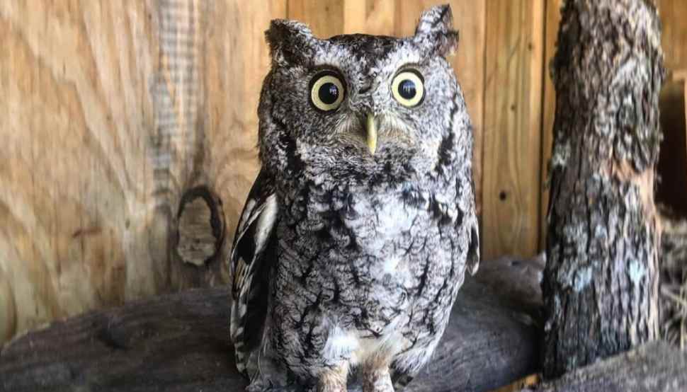 bird with big eyes