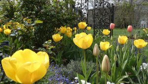 Rose garden tulips at the Scott Arboretum