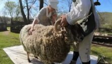 Shearing the sheep at Colonial Pennsylvania Plantation in Newtown Square.