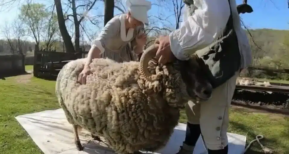 Shearing the sheep at Colonial Pennsylvania Plantation in Newtown Square.